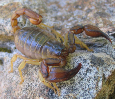 Scorpion